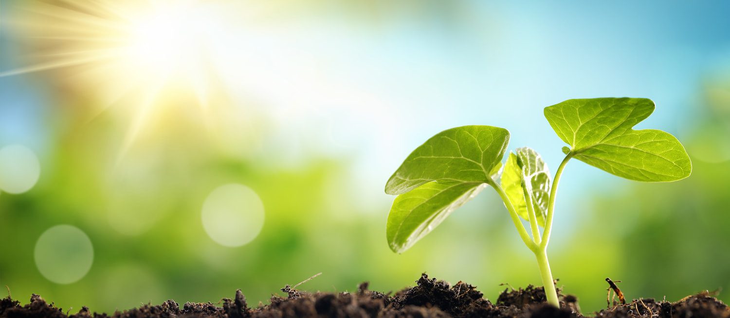 Revitalising the Ecological Ethics of Islam by Way of Islamic Education