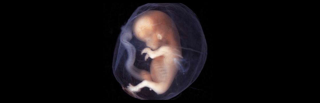 [Updated dates] CILE Professor Lectures on the Beginning of Human Life in London (23-24 September 2017)