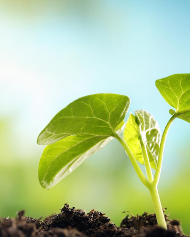 Revitalising the Ecological Ethics of Islam by Way of Islamic Education