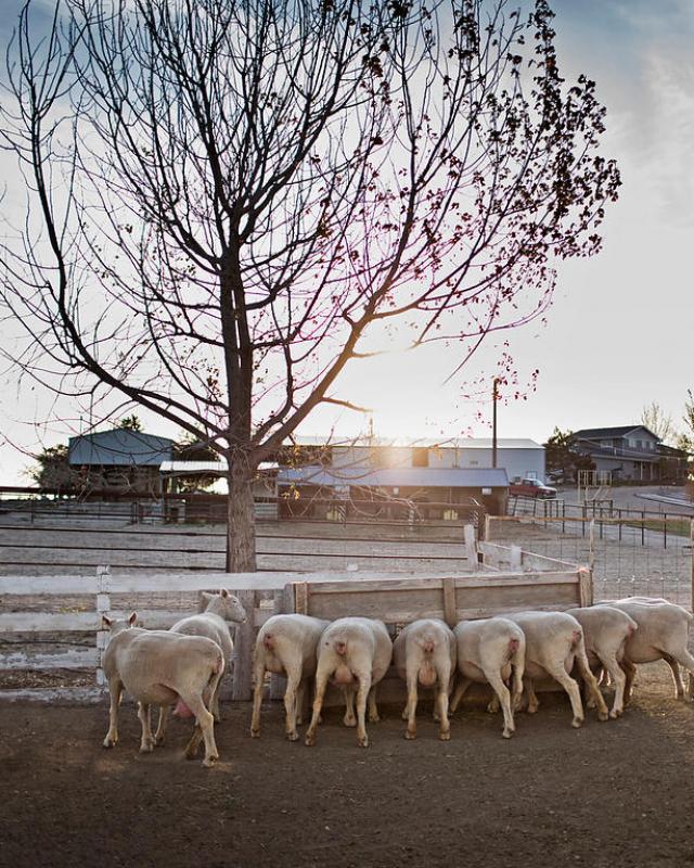Contemporary Animal Farming in Light of Islamic Principles